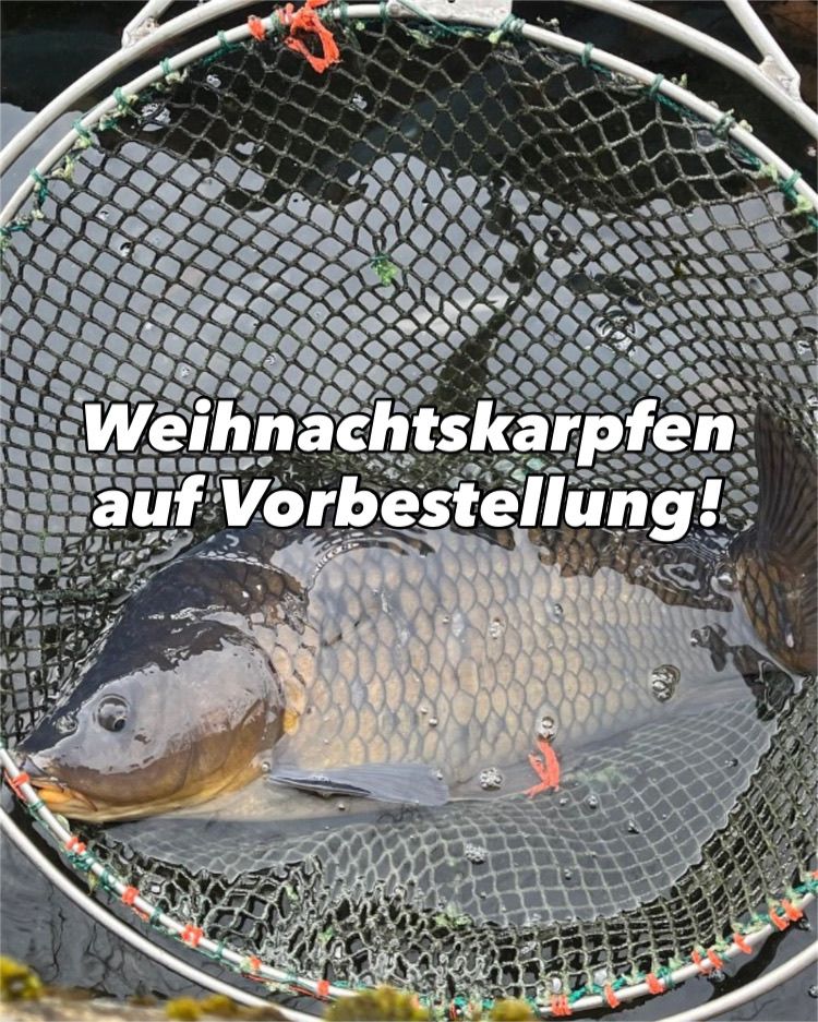 Ein Fisch befindet sich in einem Fischernetz mit dem Text 'Weihnachtskarpfen auf Vorbestellung!' Der Fisch ist im Wasser platziert.