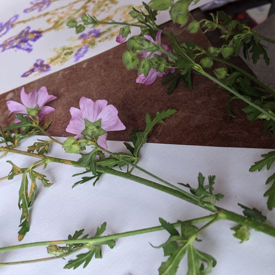 Ein Nahaufnahme von rosa Blumen und Blättern auf einem weißen Papier, mit einem braunen Hintergrund, der lila Blumen und Blätter zeigt.