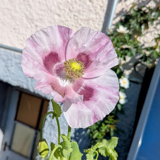 Ein Nahaufnahme einer rosa Mohnblume mit gelbem Zentrum und grünen Blättern steht vor einer weißen Wand mit einem Buntglasfenster.