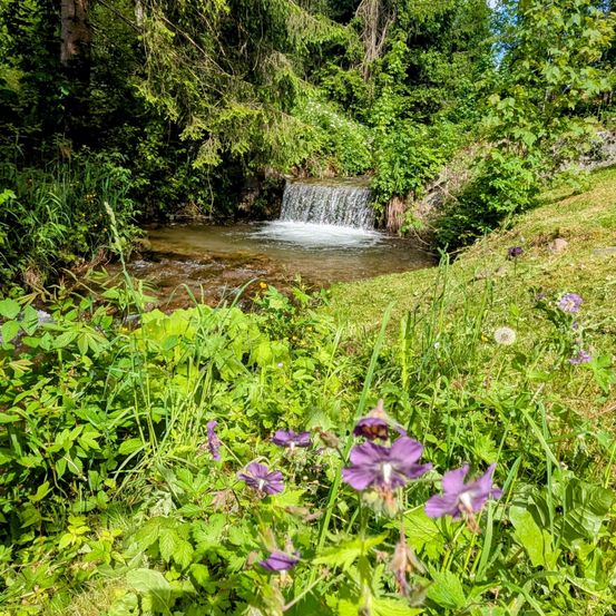 Ein kleiner Wasserfall fließt durch einen üppigen grünen Wald, umgeben von leuchtend violetten Blumen und hohem Gras. Das Wasser fließt über Felsen und schafft eine friedliche Naturszene.