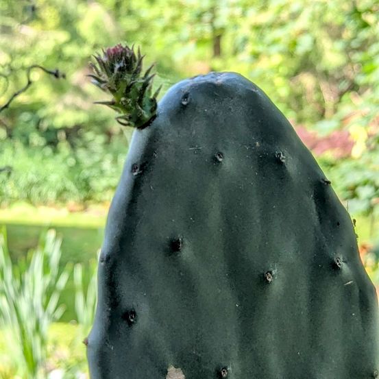 Ein Nahaufnahme eines grünen, strukturierten Kaktuspads mit einer kleinen, knospenden Pflanze oben. Der Hintergrund ist unscharf mit grünem Laub.