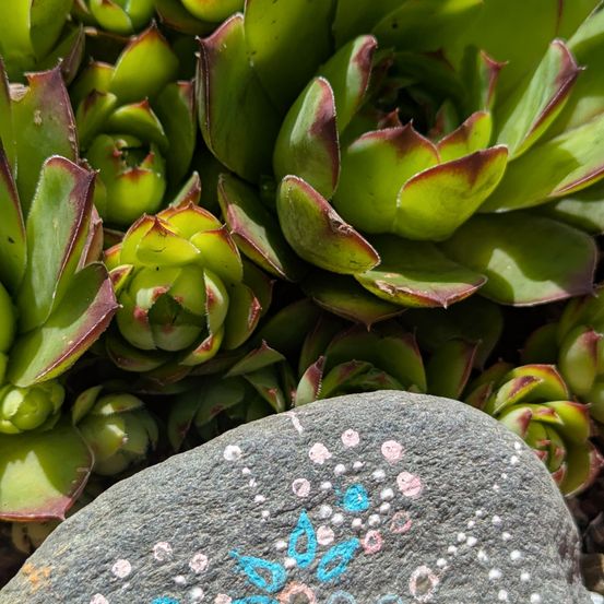 Ein grauer Felsen mit gemalten Designs aus blauen, rosa und weißen Kreisen steht im Vordergrund, mit einer Gruppe grüner Sukkulenten im Hintergrund.