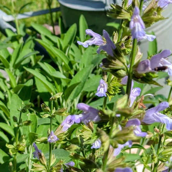 Ein Garten mit verschiedenen violetten Salbeiblüten und üppigen grünen Blättern. Ein Gießkanister ist teilweise im Hintergrund zu sehen.