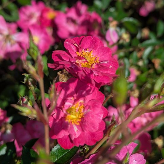 Eine Nahaufnahme von leuchtend rosa Blüten mit gelben Zentren und grünen Blättern. Die Blüten sind leicht verschwommen und erzeugen einen Weichzeichnereffekt.