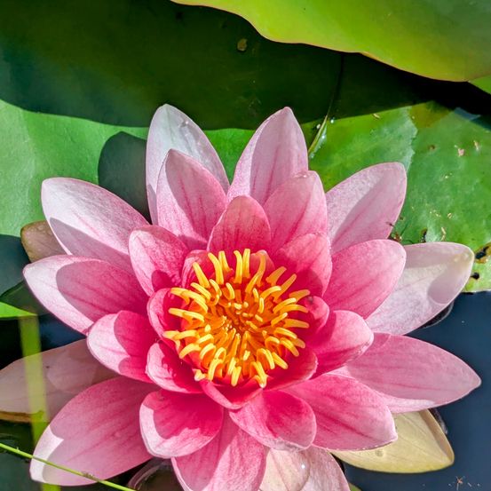Eine Nahaufnahme einer rosa Wasserlilie mit einem gelben Zentrum schwimmt auf einem Teich. Die Blütenblätter sind leicht gewellt und die Blätter sind üppig und grün.