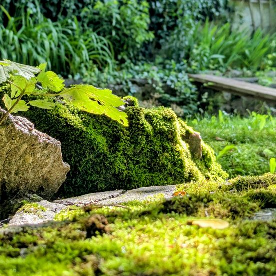 Ein saftig grüner, moosbewachsener Felsen mit einer kleinen Pflanze darauf. Im Hintergrund steht eine Holzbank.