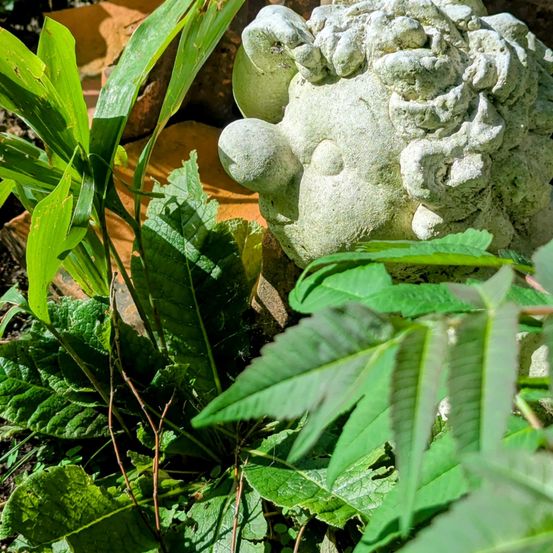 Ein Nahaufnahme einer steinernen Cherub-Statue mit lockigem Haar, umgeben von üppigen grünen Blättern und teilweise im Boden vergraben.