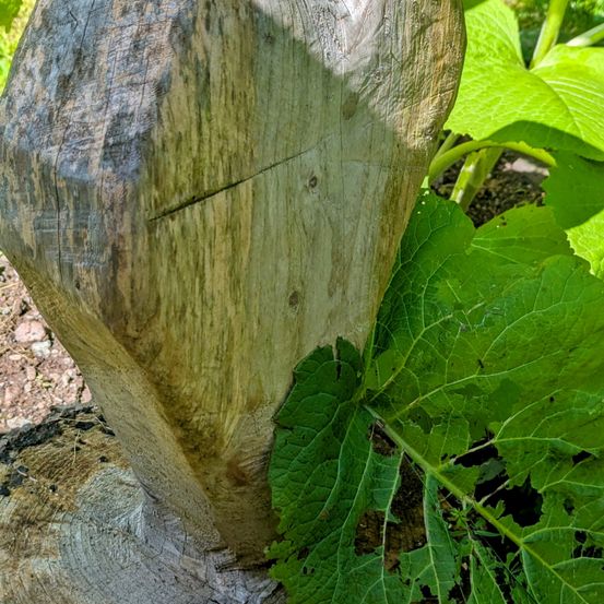 Eine Nahaufnahme eines hölzernen Pfostens, verwittert und rau, mit großen grünen Blättern einer Pflanze, die ihn teilweise bedeckt.