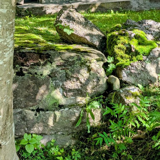 Eine Nahaufnahme einer moosbedeckten Steinmauer neben einem Baumstamm, mit Moosflecken und kleinen Pflanzen, die darum wachsen.