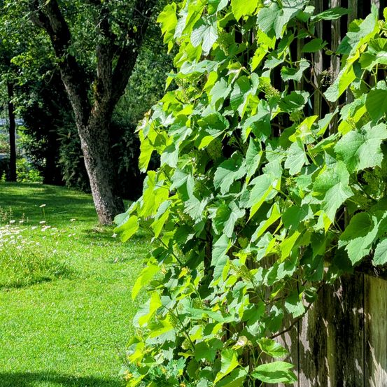 Eine Nahaufnahme von grünen Blättern und Ranken, die an einem Holzzaun wachsen, mit einem Grasfeld und Bäumen im Hintergrund.