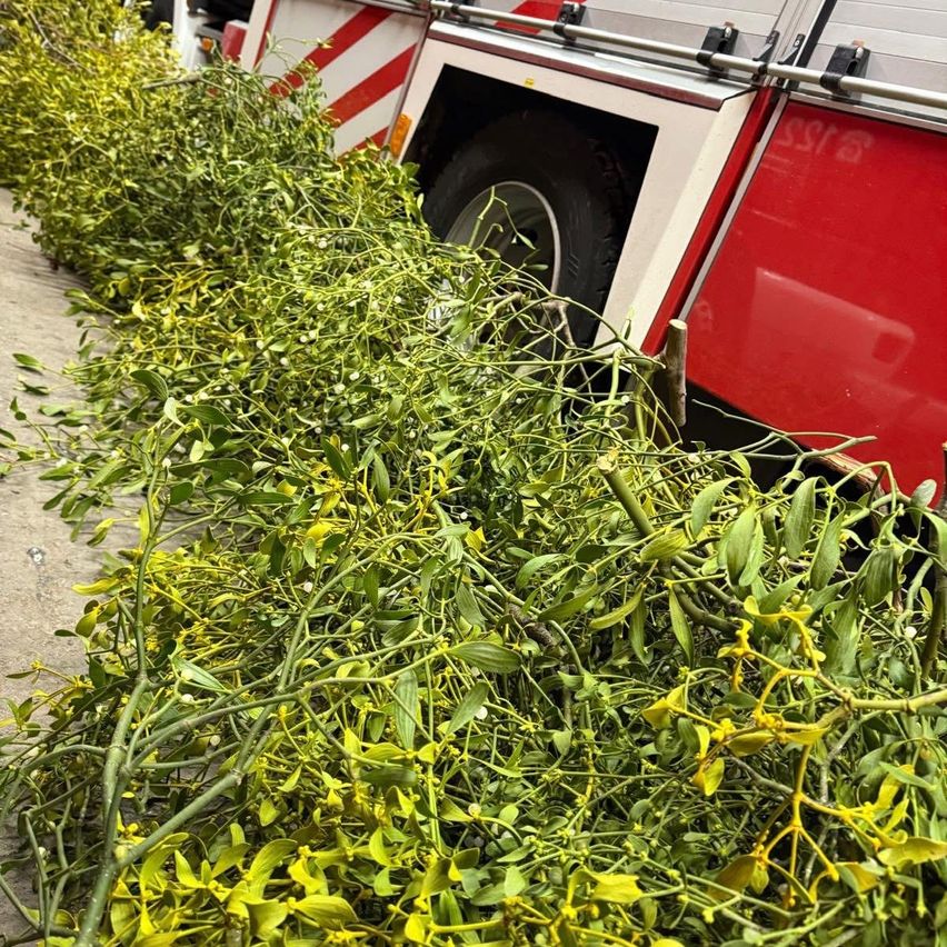 Ein Haufen Mistel liegt neben einem Feuerwehrauto mit grünen Blättern und Zweigen.