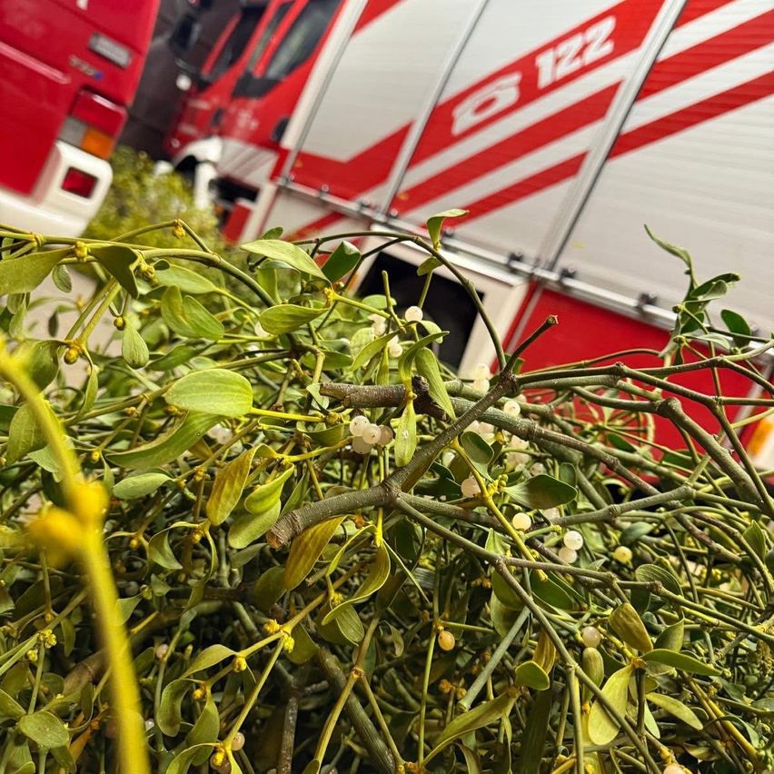 Ein Nahaufnahme von Mistelzweigen mit weißen Beeren vor einem roten Notfallfahrzeug mit der Nummer 6122.