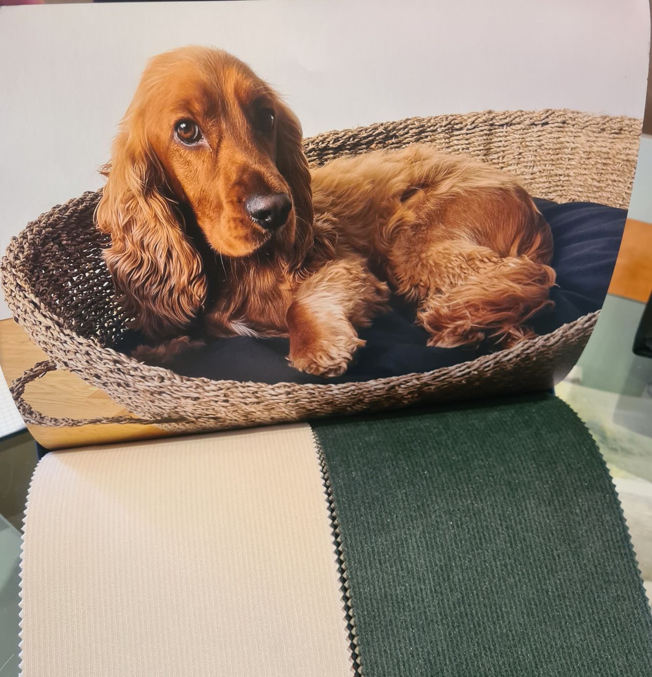 Ein brauner Hund mit langen Ohren liegt auf einem geflochtenen Korb mit einer blauen Kissen. Der Korb steht auf einer Holzoberfläche.