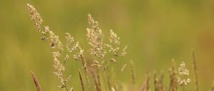 Bild enthält, Grass, Plant, Reed, Field, Grassland, Nature, Outdoors, Vegetation, Amaranthaceae