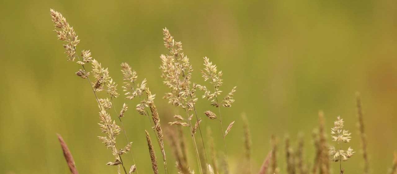 Bild enthält, Grass, Plant, Reed, Field, Grassland, Nature, Outdoors, Vegetation, Amaranthaceae