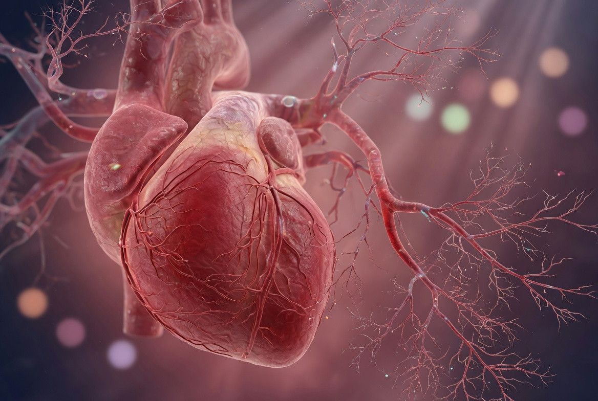 Nahaufnahme eines menschlichen Herzens mit sichtbaren Blutgefäßen und Kammern. Es hat verzweigte, verzweigte Gefäße und eine tiefe rote Farbe.