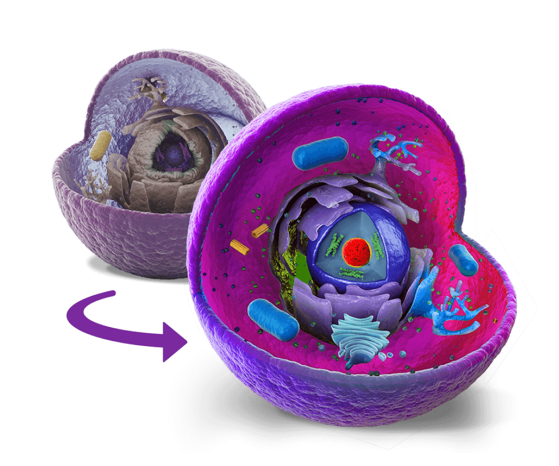 The image shows a detailed cell structure, including the nucleus, mitochondria, and other organelles. An arrow indicates a process happening within the cell.