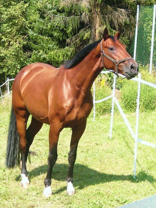 Ein braunes Pferd mit schwarzem Mähnen und Schweif steht auf einer Wiese mit weißen Zäunen im Hintergrund.