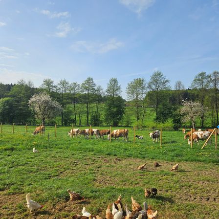 Ein sonniger Tag auf einem Bauernhof mit üppigen grünen Feldern. Mehrere Kühe grasen, während eine Gruppe Hühner verstreut ist. Das Feld ist von einem Zaun und Bäumen umgeben.