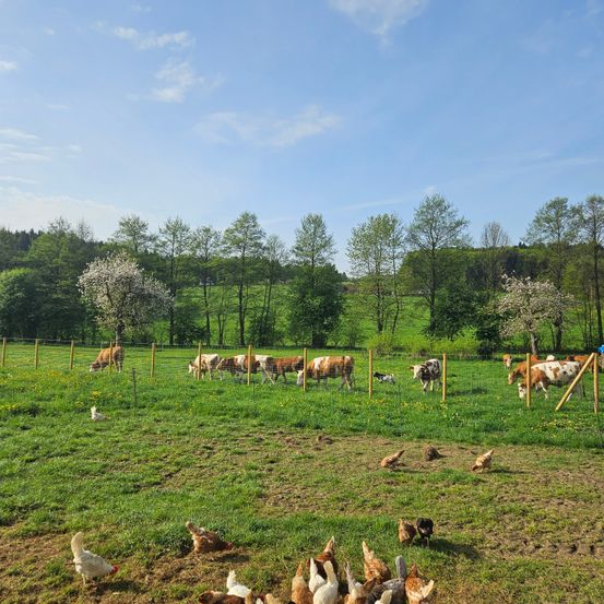 Ein sonniger Tag auf einem Bauernhof mit üppigen grünen Feldern. Mehrere Kühe grasen, während eine Gruppe Hühner verstreut ist. Das Feld ist von einem Zaun und Bäumen umgeben.