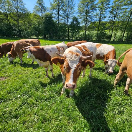Mehrere Kühe grasen auf einer grünen Wiese mit Bäumen im Hintergrund. Einige Kühe haben gelbe Markierungen an den Ohren.