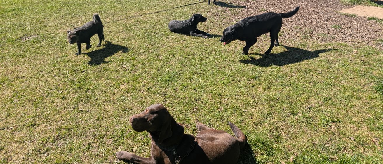 Vier schwarze Hunde liegen auf einem Grasfeld mit Bergen im Hintergrund.