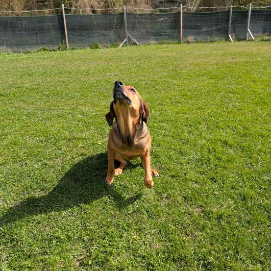 Ein brauner Hund sitzt auf einem Grasfeld und schaut mit offenem Mund nach oben. Das Feld ist von einem grünen Zaun umgeben.
