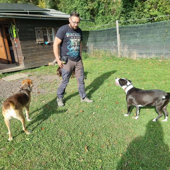 Ein Mann geht mit Hunden auf einem Rasen neben einem Holzhaus. Hinter ihm ist ein Zaun zu sehen.