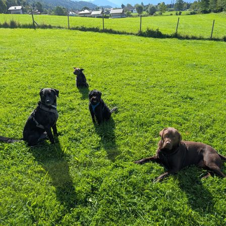 Vier Hunde befinden sich auf einer Wiese mit Zaun. Drei Hunde sitzen und einer liegt. Im Hintergrund sind Häuser und Berge zu sehen.