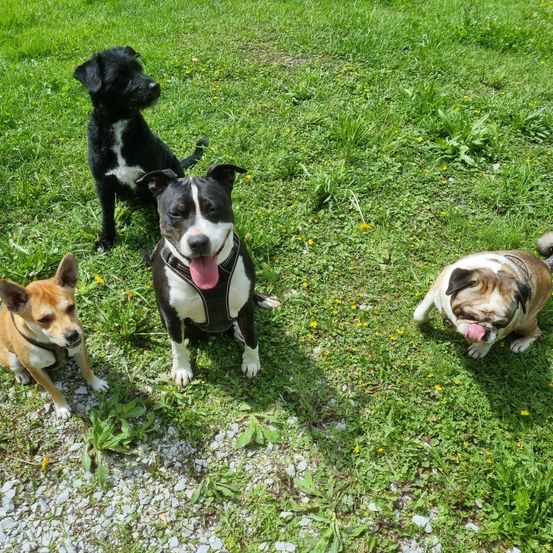 Drei Hunde sitzen auf Gras, einer schwarz und weiß, einer braun und einer Mops. Sie tragen alle Halsbänder.
