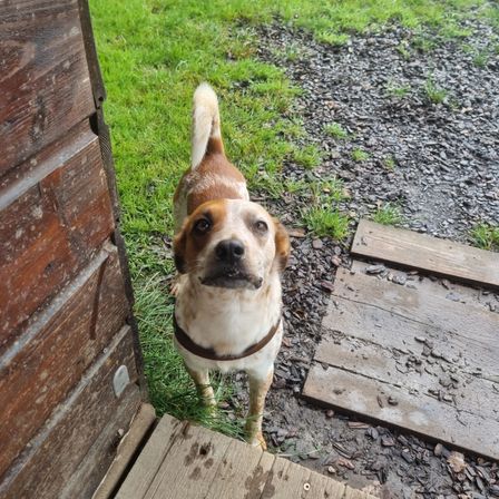 Ein braun-weißer Hund steht draußen in der Nähe einer Holzstruktur. Der Hund trägt ein braunes Halsband und schaut nach links.