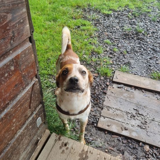 Ein braun-weißer Hund steht draußen in der Nähe einer Holzstruktur. Der Hund trägt ein braunes Halsband und schaut nach links.