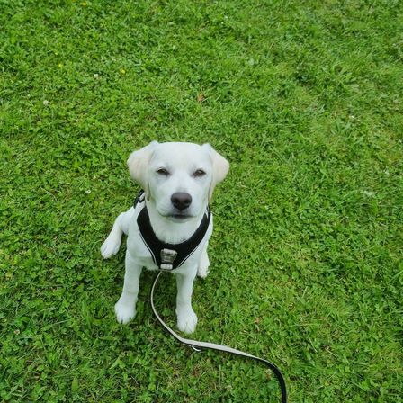 Ein weißer Welpe mit schwarzem Geschirr sitzt auf einem Grasfeld. Der Hund hat einen neugierigen Ausdruck im Gesicht.