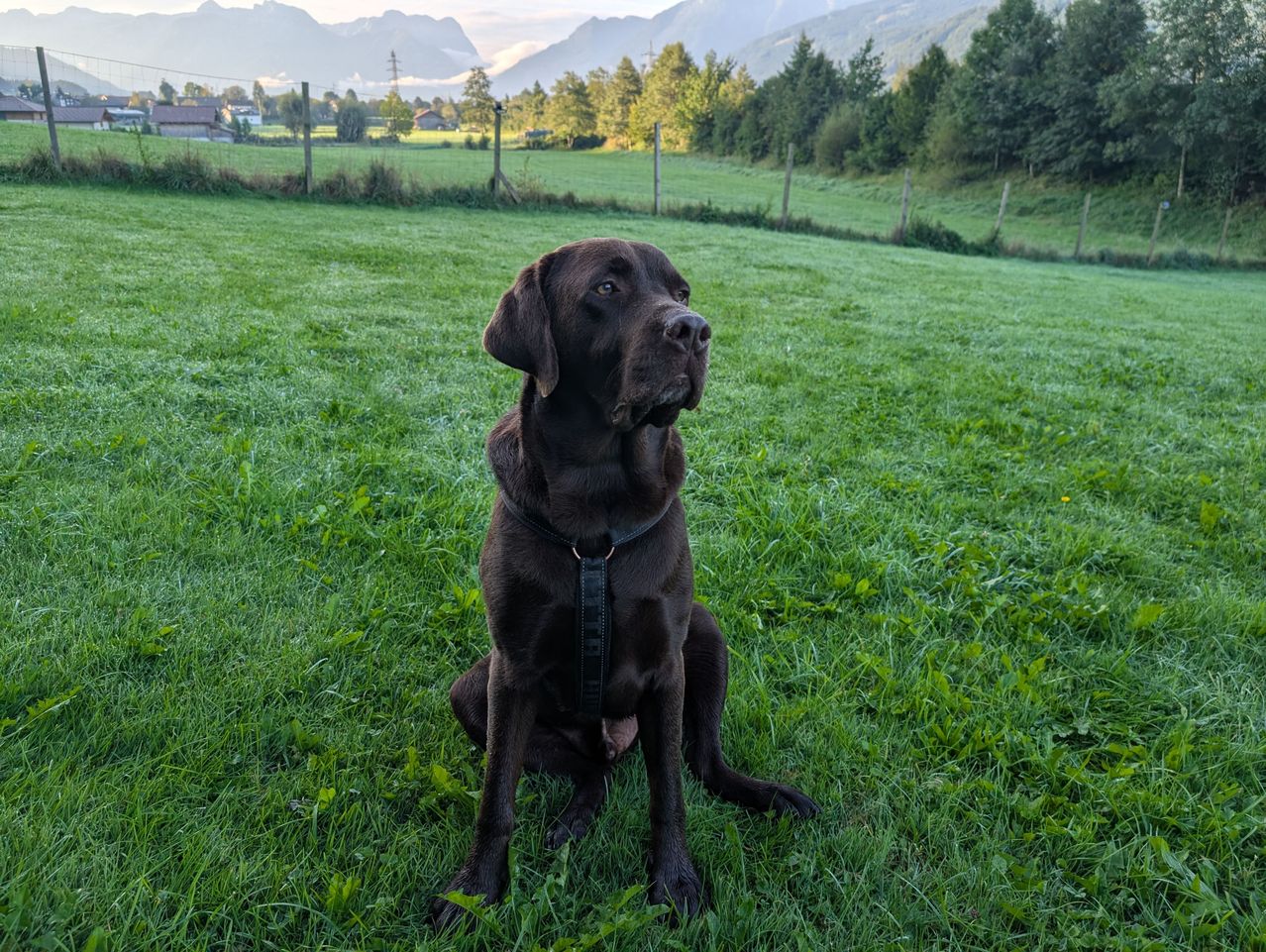 Ein schokobrauner Labrador Retriever mit schwarzem Halsband sitzt auf einem üppigen grünen Feld mit Bergen im Hintergrund.