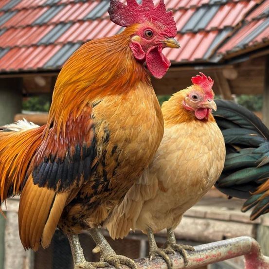 A rooster stands confidently with vibrant plumage, while a hen perches nearby, both in front of a barn.