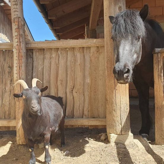 A small black goat stands in a wooden pen next to a horse. The horse has its head on a wooden pillar, while the goat looks directly at the camera.