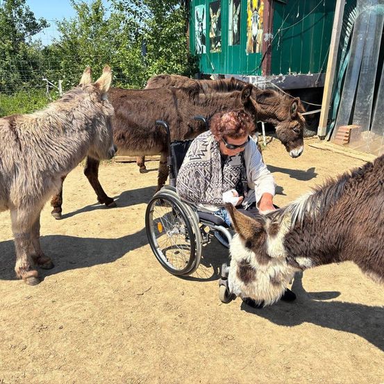 A person in a wheelchair is feeding donkeys in a fenced area with a green building in the background.