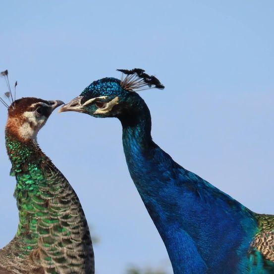 Two peacocks, one with a vibrant blue and green plumage, and the other with brown and green feathers, are facing each other under a clear blue sky.