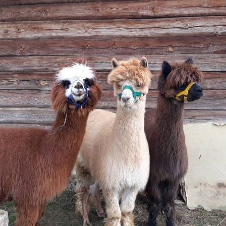 Three alpacas stand in front of a wooden wall. They are brown, white, and black. All are wearing colorful halters.