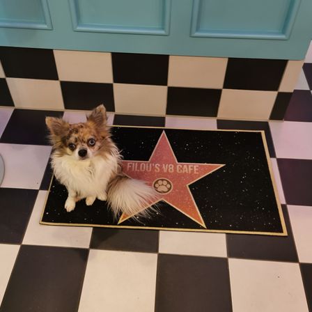 Bild enthält, Floor, Flooring, Animal, Canine, Mammal, Dog, Pet, Plate, Chess, Papillon