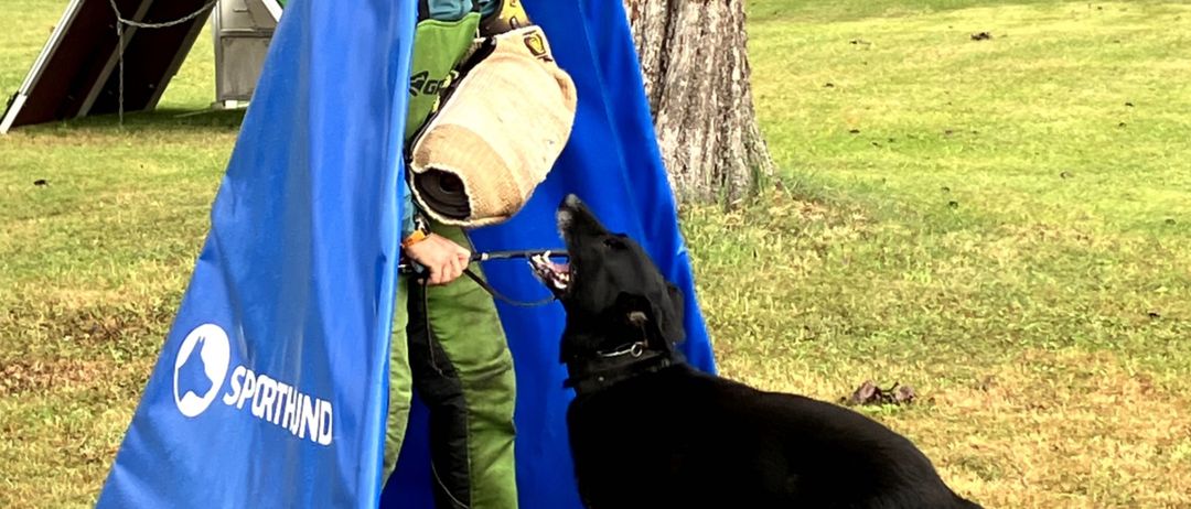 Ein Mann trainiert einen schwarzen deutschen Schäferhund auf einer Wiese mit einem blauen Zelt und einem Baum im Hintergrund.