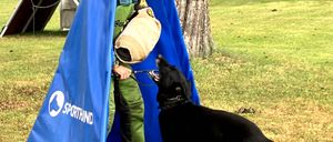 Ein Mann trainiert einen schwarzen deutschen Schäferhund auf einer Wiese mit einem blauen Zelt und einem Baum im Hintergrund.