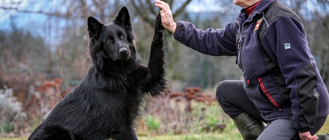 Eine Frau in einer roten Mütze und blauer Jacke kniet und gibt einem schwarzen deutschen Schäferhund eine High-Five. Sie sind auf einem Rasen mit Bäumen im Hintergrund.