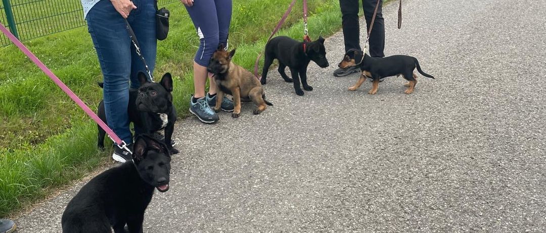 Three people are walking several dogs on leashes. One dog is black, two are brown, and one is black and white. They are walking on a path.