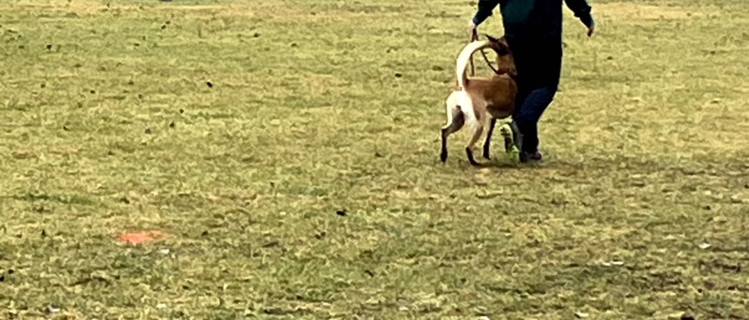 Eine Frau führt ihren Hund in einem eingezäunten Feld mit einem blauen Tarp am Boden und einem Mann in der Nähe.
