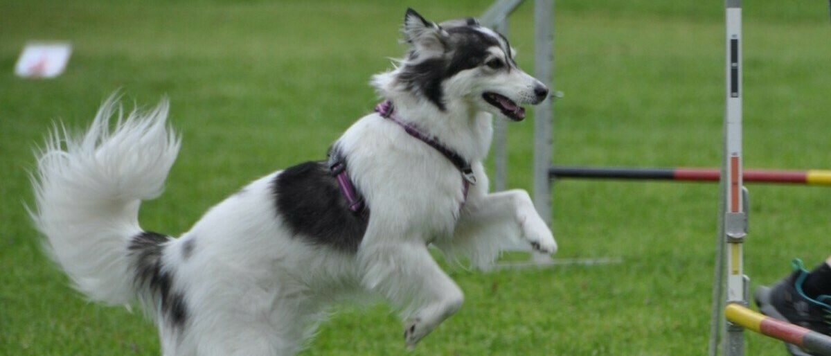 Bild enthält, Grass, Accessories, Strap, Animal, Canine, Dog, Mammal, Pet, Eskimo Dog, Person