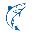 Animal, Sea Life, Fish, Shark