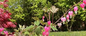 Bild enthält, Vegetation, Leaf, Grass, Flower, Petal, Tree, Grove, Woodland, Park, Scenery