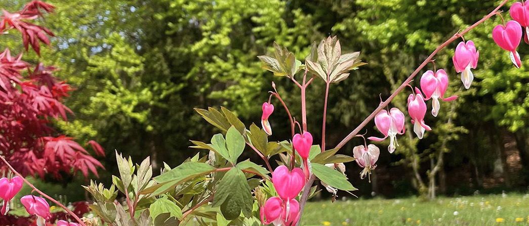 Bild enthält, Vegetation, Leaf, Grass, Flower, Petal, Tree, Grove, Woodland, Park, Scenery