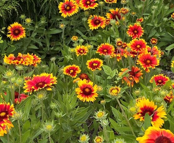 Ein farbenfroher Cluster aus roten und gelben Blumen wächst in einem Garten mit grünen Blättern und Stielen. Die Blüten haben eine runde Form mit einem gelben Zentrum und roten Blütenblättern.